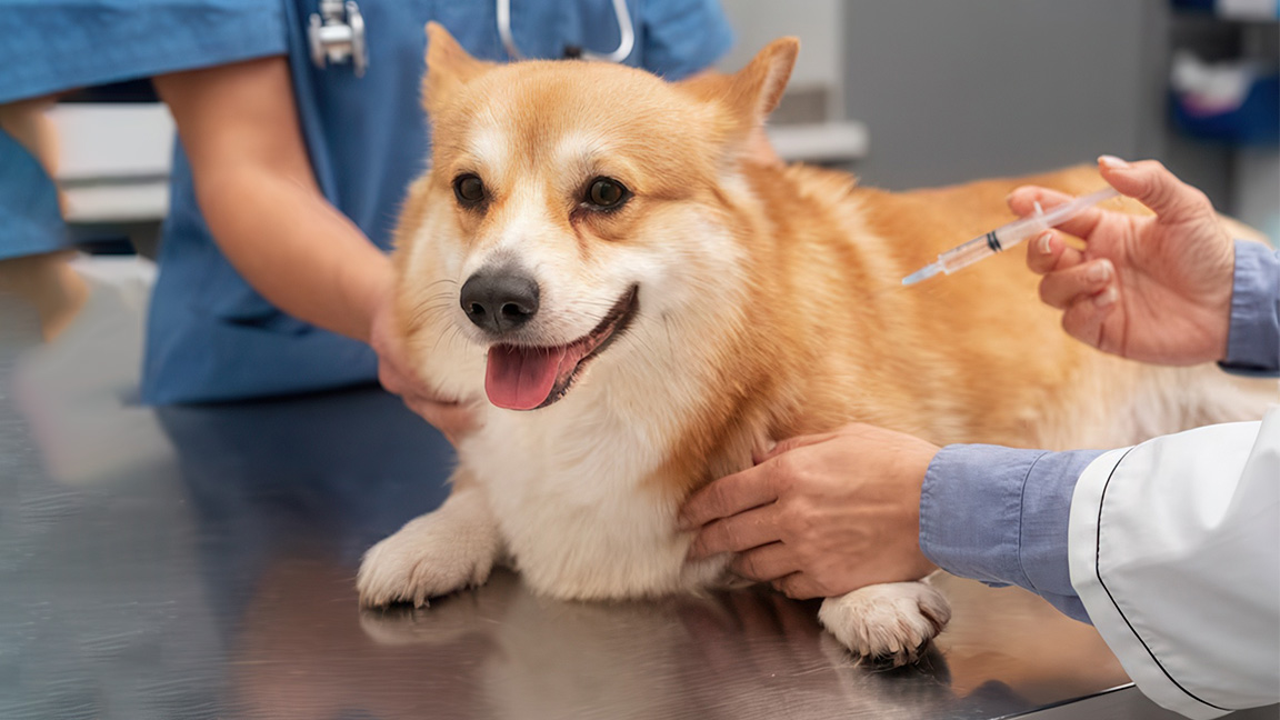 Tips | Mandatory Vaccination Guide for Dogs and Cats in Indonesia